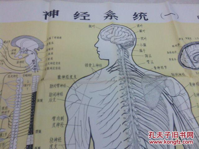 72年人体解剖挂图--神经系统(一)(图7)