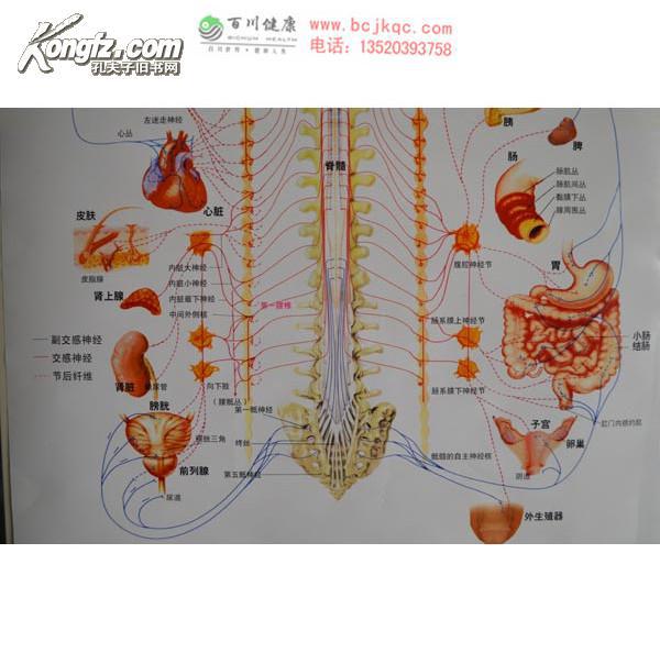 脊柱相关疾病节律段挂图/压痛点/腹侧/脏器/脊柱反应区
