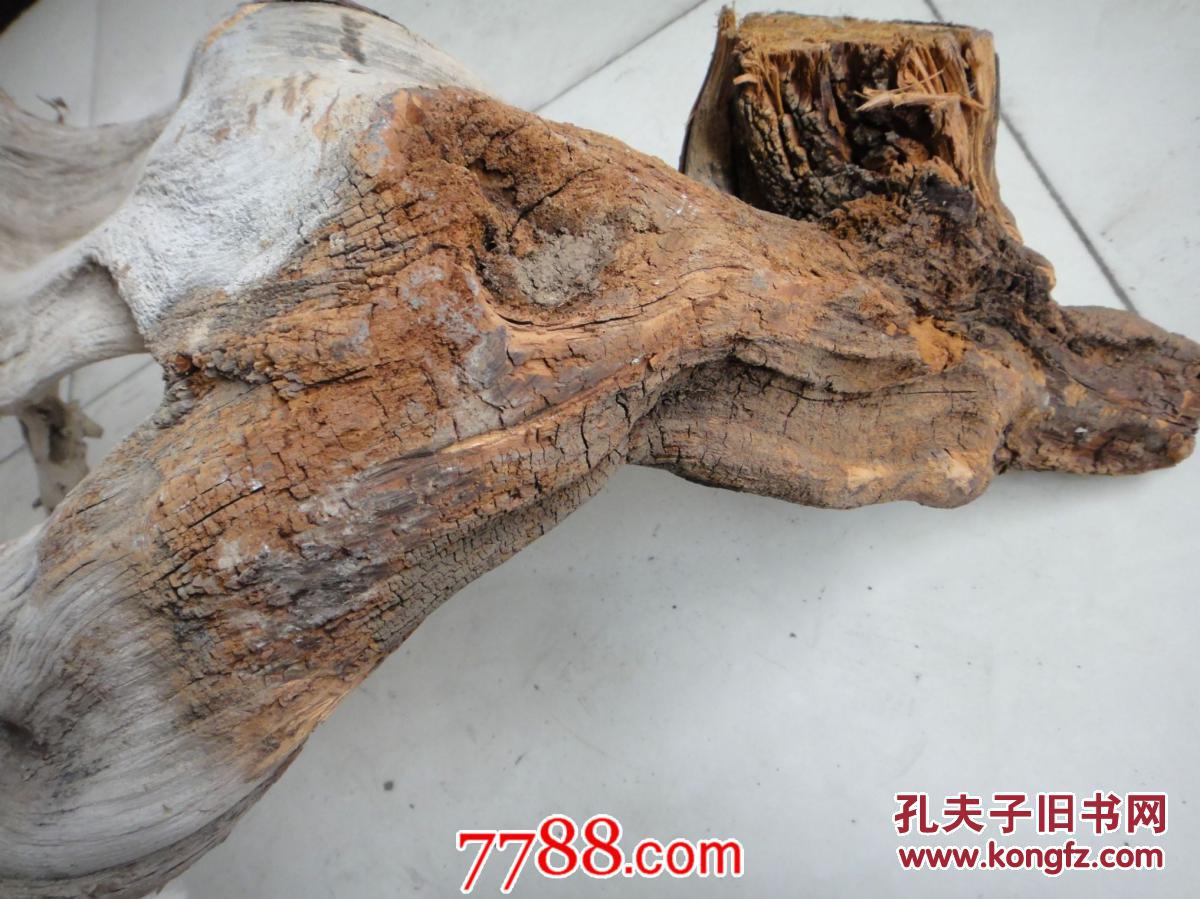 太行山崖柏之"大扇贝"(红白双色料,老红根,水泥皮,一天剑)