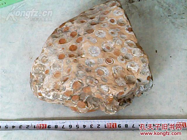 奇石摆件天然原石;晋南金钱石富贵石毛料18厘米*17厘米*7厘米重7市斤