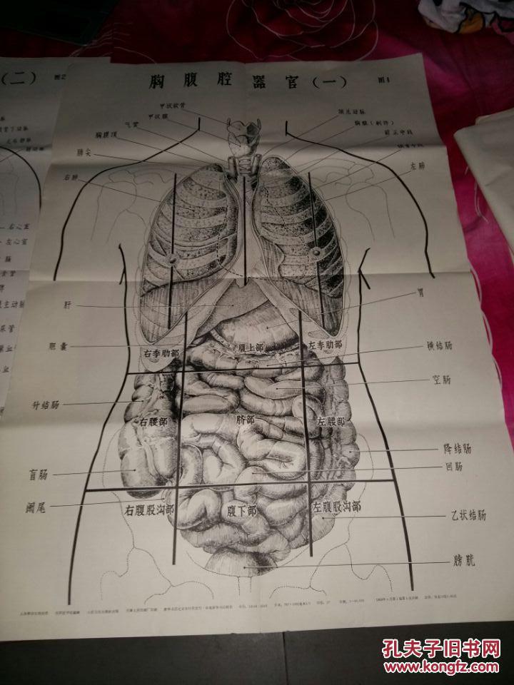 泌尿器和男性生殖器.女性生殖器.胸腹腔器官图一图二.全身肌肉.