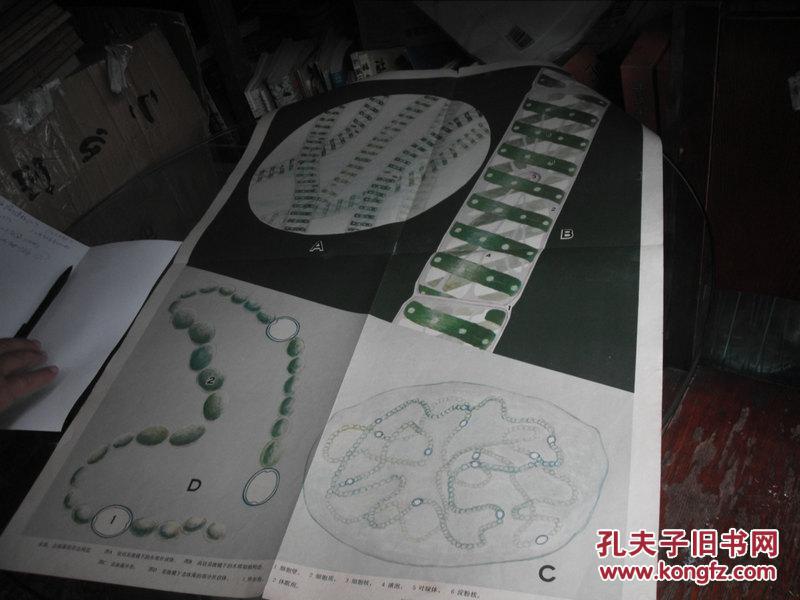 初级中学教学挂图水绵念珠藻的形态构造53x77cm