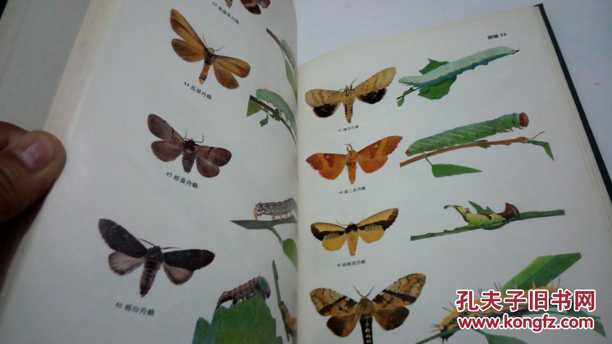 蛾类幼虫图册