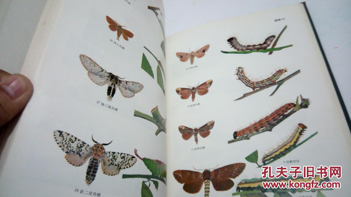蛾类幼虫图册