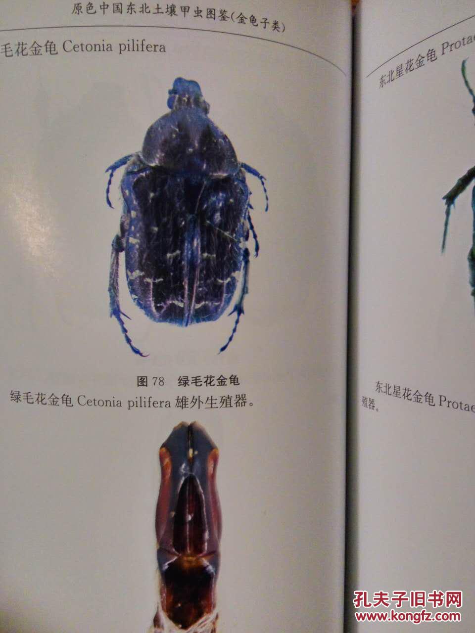 原色中国东北土壤甲虫图鉴--金龟子类