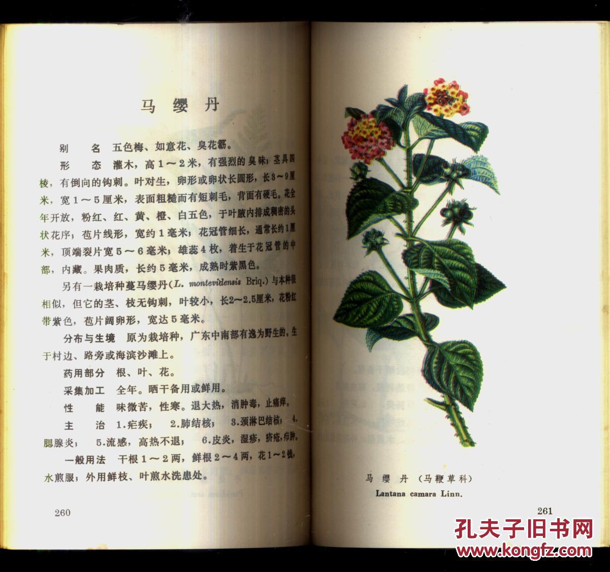 常用中草药彩色图谱(第一册)