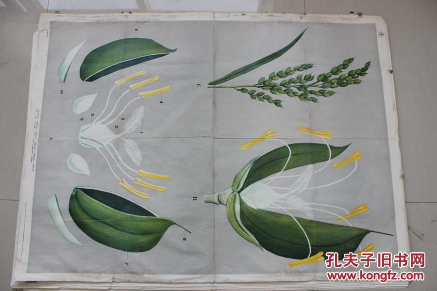 水稻的花――中学农业基础知识教学图片:花的构造2(2)