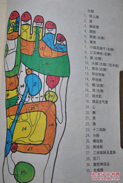 机理探讨.反射区的位置及应用手法.诊断治疗与自我保健.