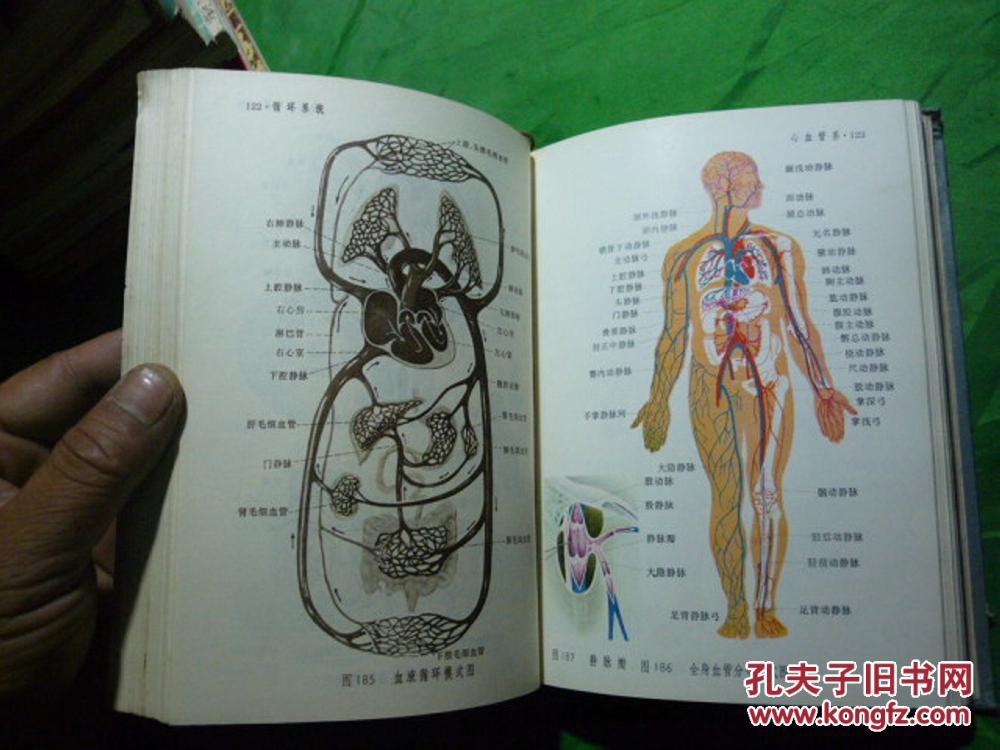 人体解剖图谱