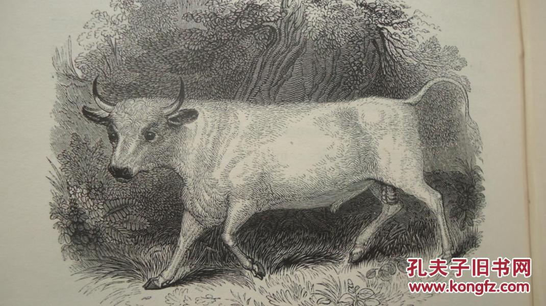 动物史初版本极珍贵善本名店riviere小牛皮豪华装桢约200桢版画插图