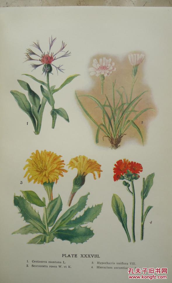 thompson _ alpine plants of europe 《欧洲高山植物图鉴》初版本