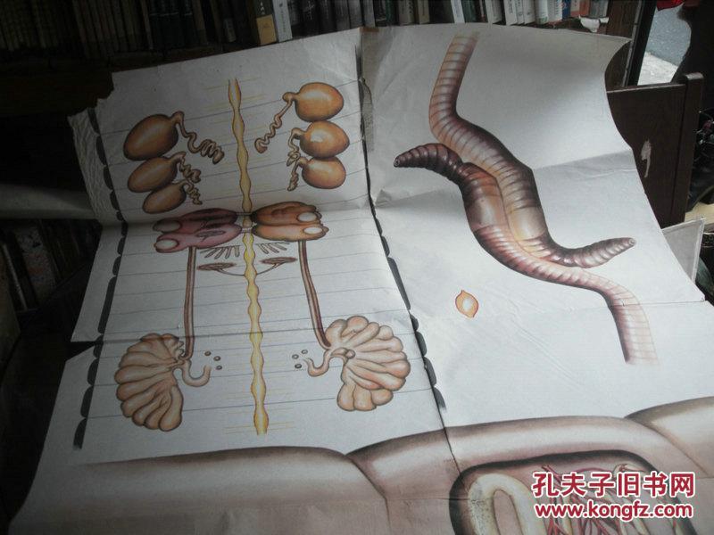 教学挂图5张合售:蚯蚓的生殖系统和排泄系统,消化系统