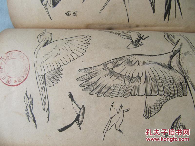 动物画典二集飞禽类