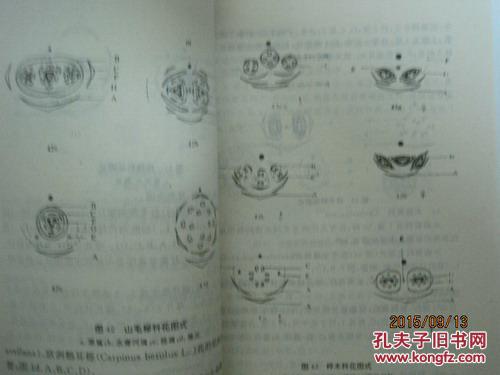 中国被子植物科的花图式——设计,注释与校正(39435)