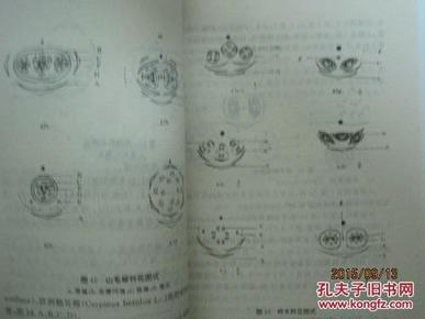 中国被子植物科的花图式——设计,注释与校正(39435)