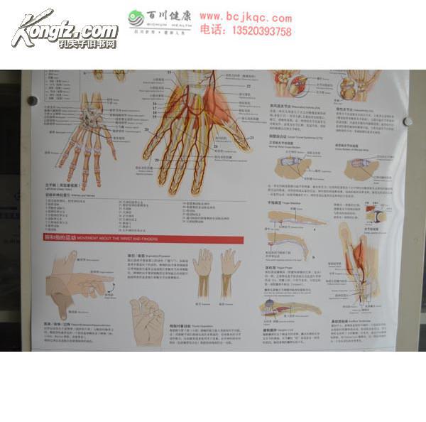 手和腕关节解剖与创伤挂图(图3)