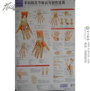 手和腕关节解剖与创伤挂图