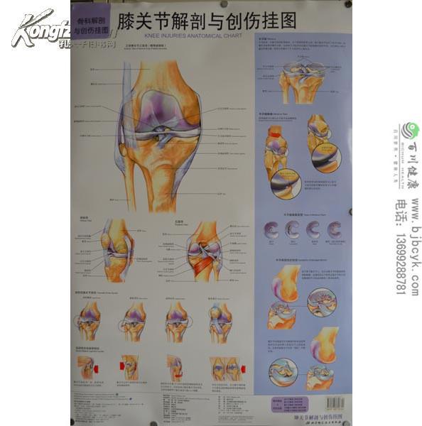 膝关节解剖与创伤挂图