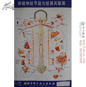 脊柱相关疾病节律段挂图/压痛点/腹侧/脏器/脊柱反应区一套四张