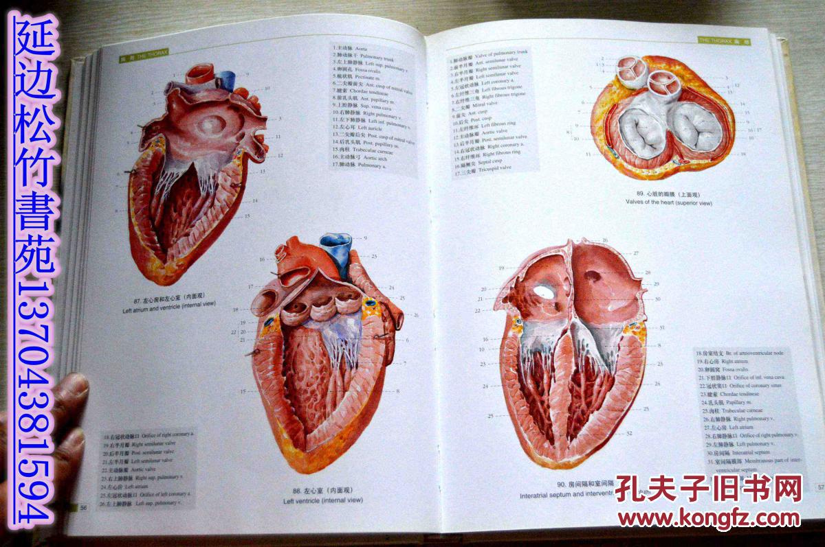局部解剖学彩色图谱(硬精装 品好)