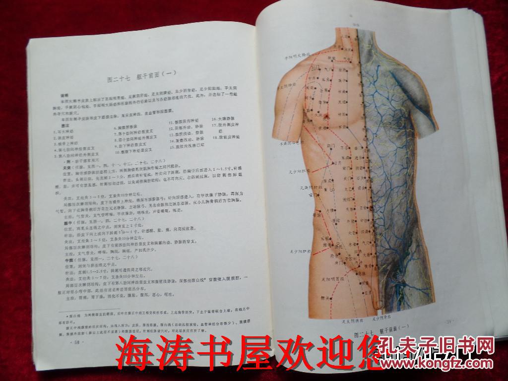 针灸解剖学图谱