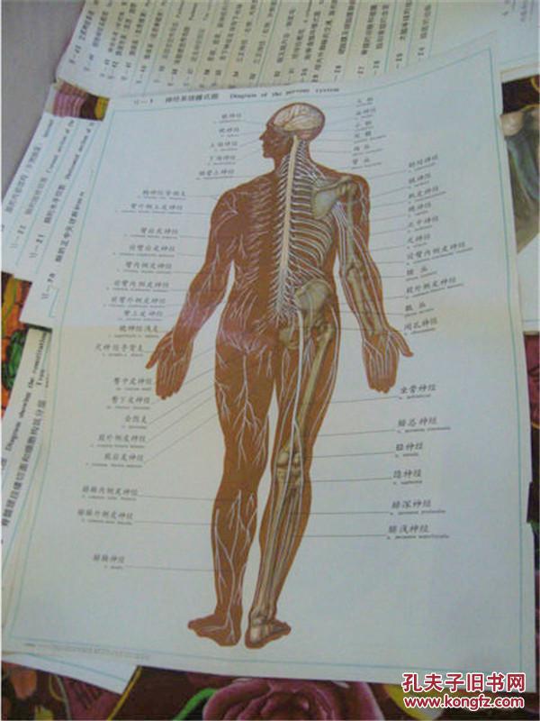 人体解剖挂图.神经系统【45幅全,全开】