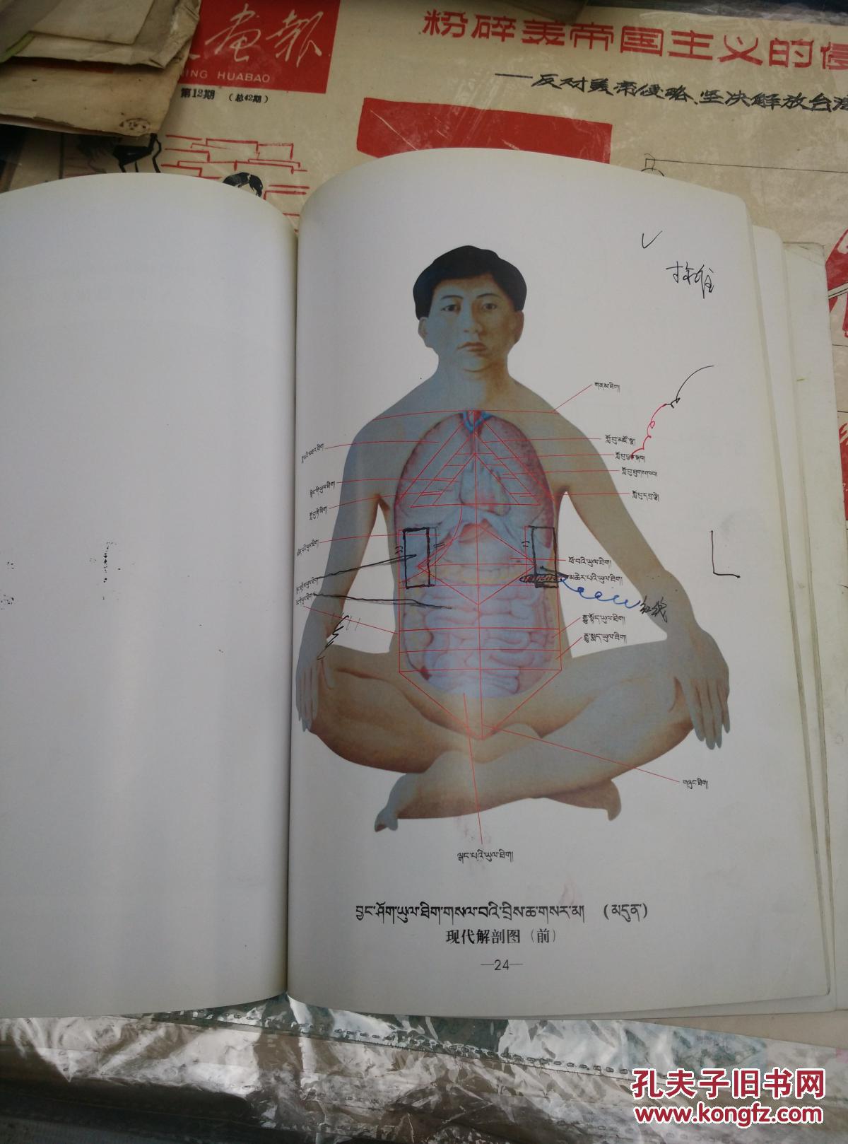 藏医人体解剖图谱全集(新达娃批校)