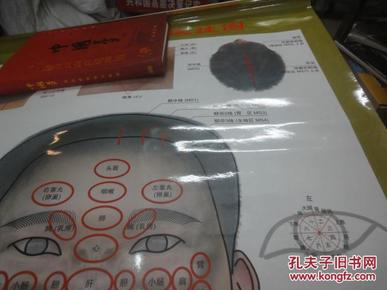头面部反射区挂图(附说明书)