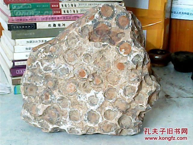 奇石摆件天然原石;晋南金钱石富贵石毛料18厘米*17厘米*7厘米重7市斤