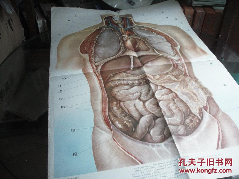 《人体内部器官》《神经系统》《人体的主要内分泌腺》《胸腹部结构