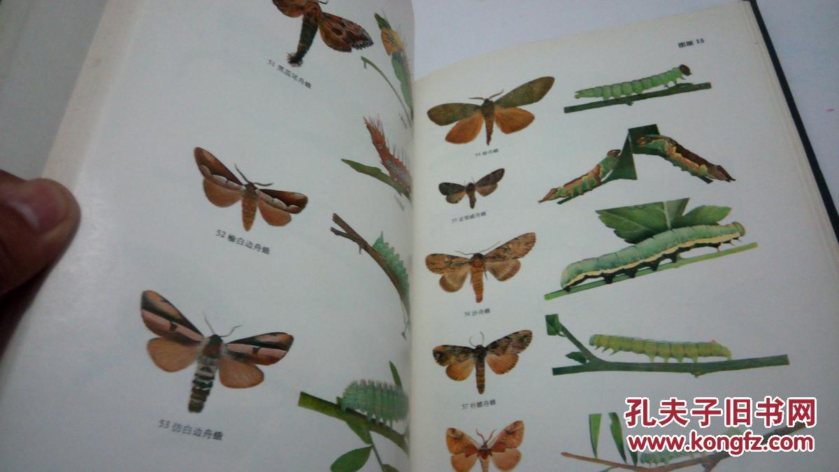 蛾类幼虫图册