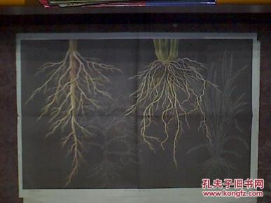 教学挂图直根和须根