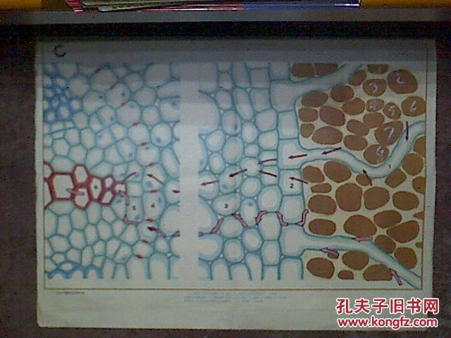 教学挂图蚕豆幼根根毛区的横切面2幅