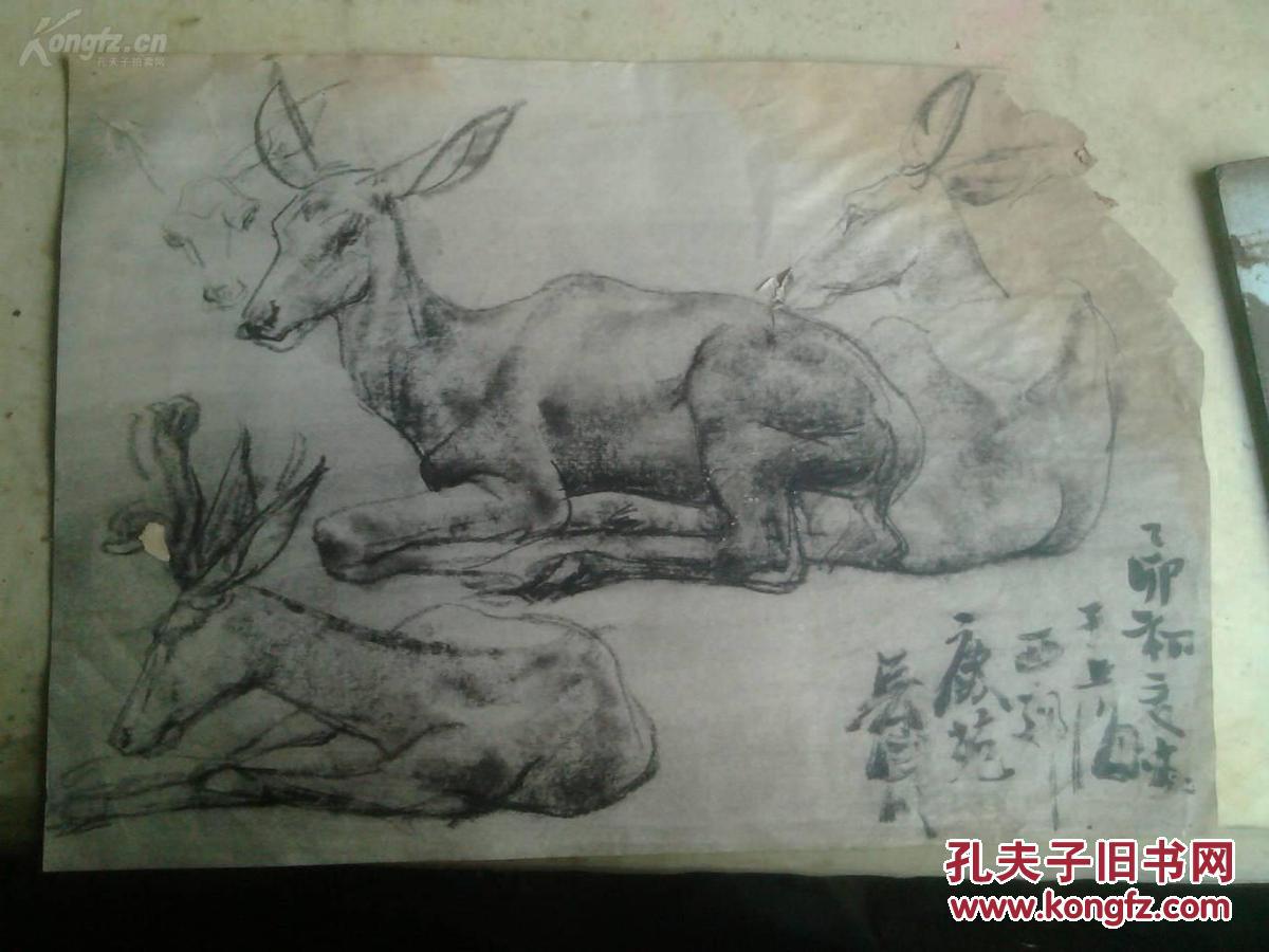 (辽源书协主席)吴国明1965年素描速写之19.梅花鹿.画心38.5*26.5