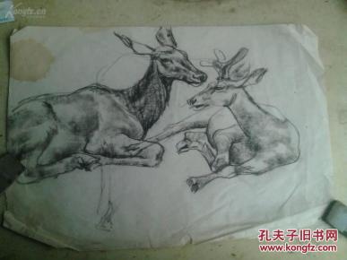 (辽源书协主席)吴国明1975年素描速写之2.梅花鹿.画心