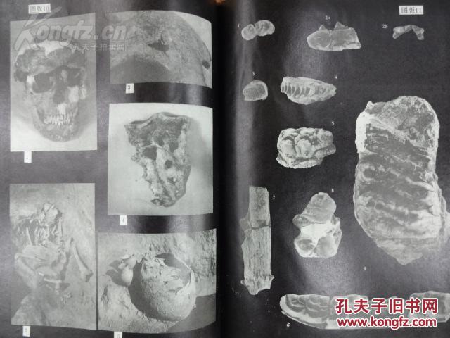元谋人口诀_北京元谋人照片
