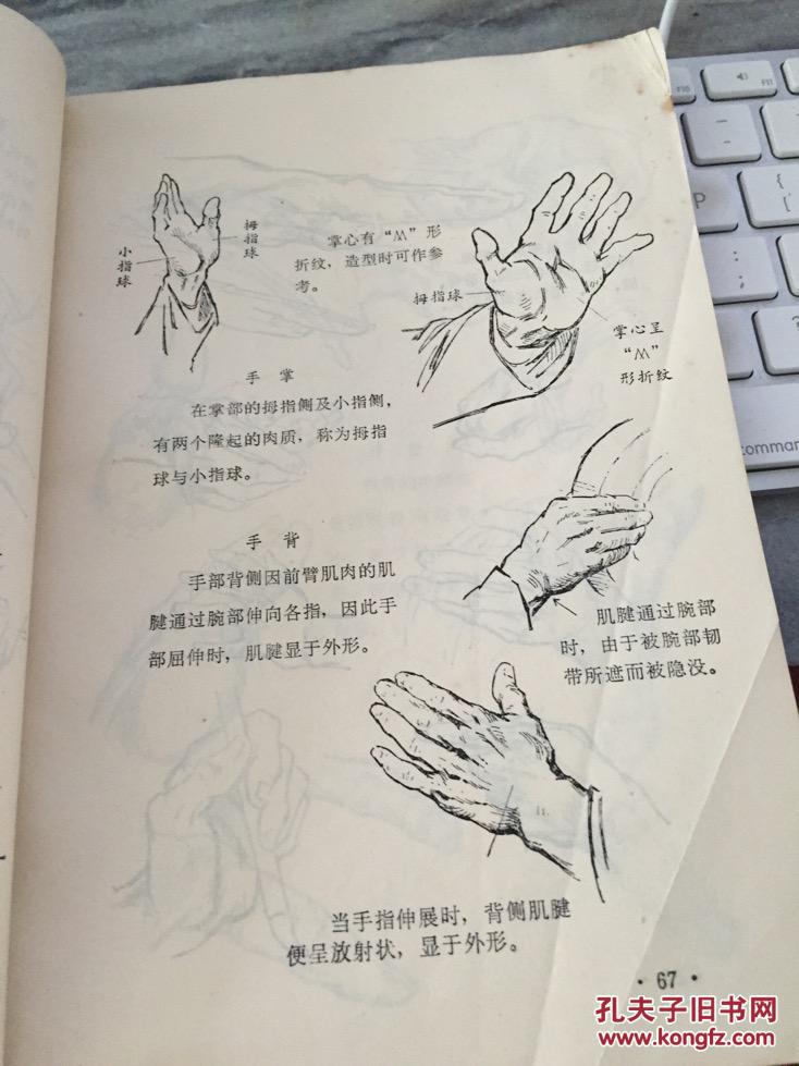 艺用人体结构
