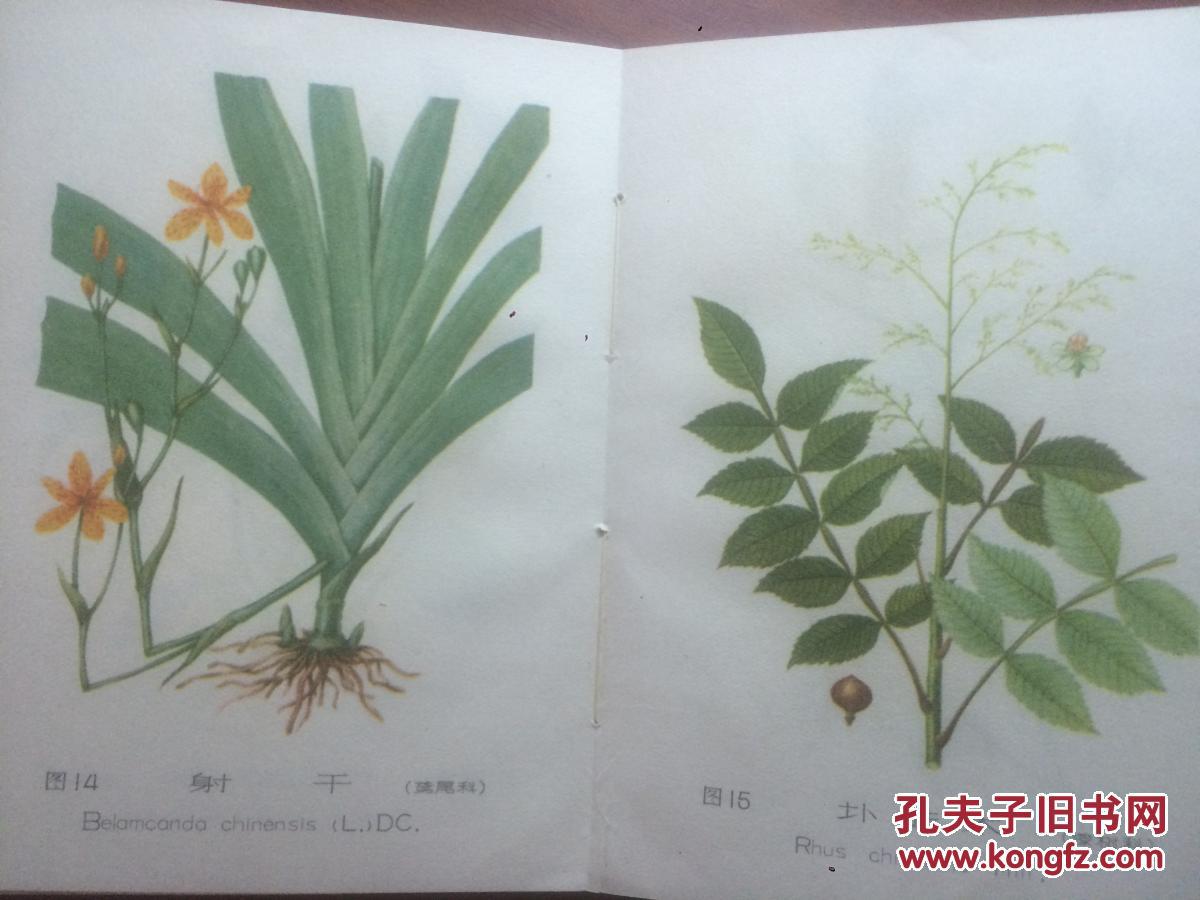 婺源常用蛇药