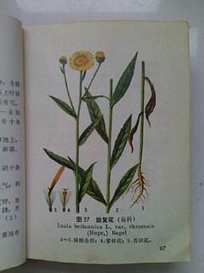 北方常用中草药手册