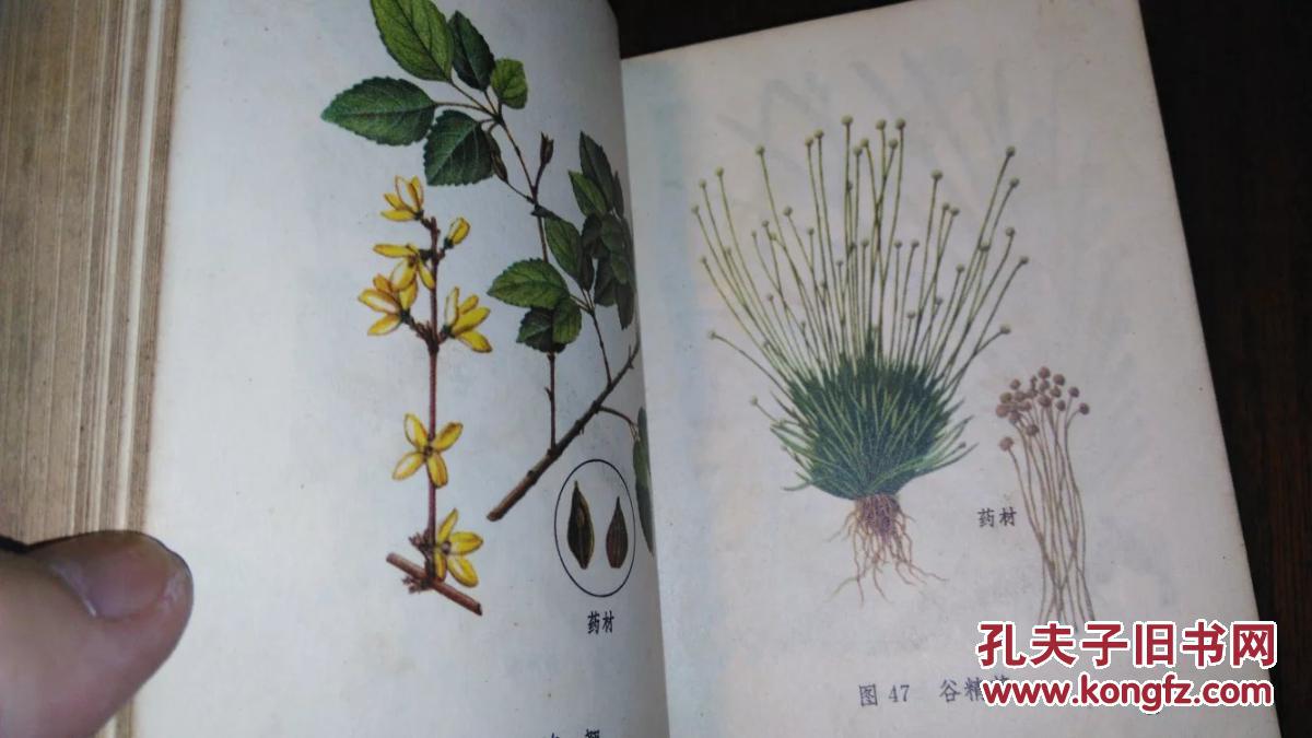 常用中草药图谱【人民卫生】精装彩图版1970年一版一印
