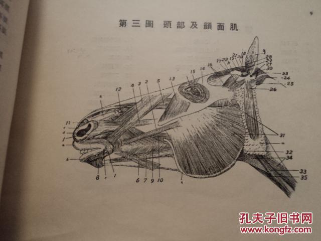 马体解剖图
