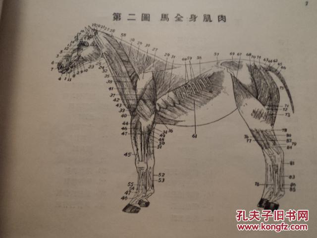 马体解剖图