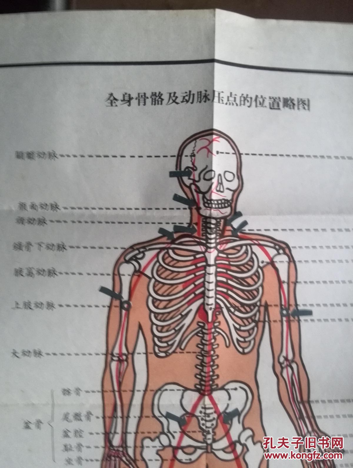 全身骨骼及动脉压点的位置略图,对开
