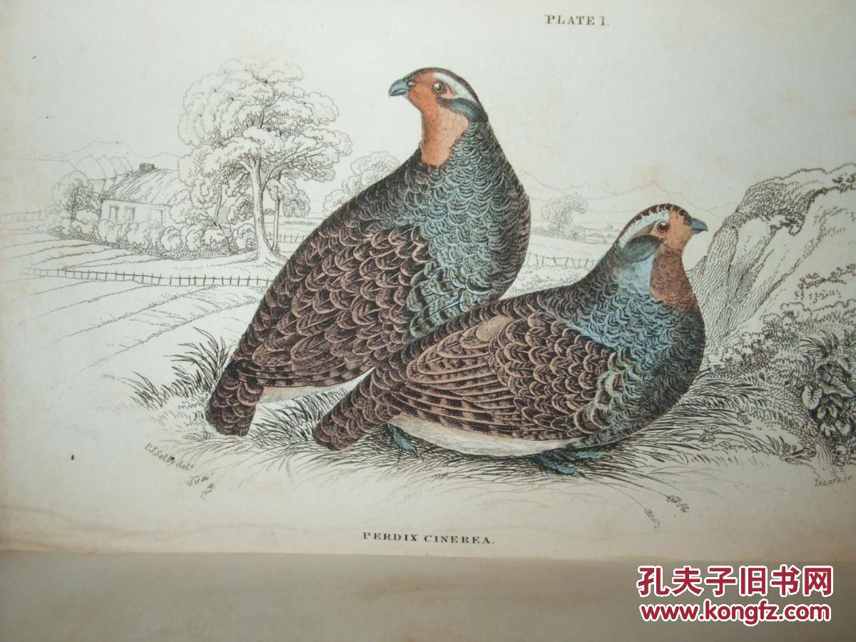 1834年出版鸟类自然史猎鸟的30手工色板画图片精装24开