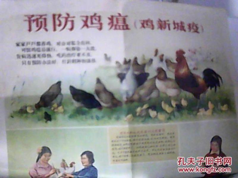 预防鸡瘟.广告1张.2开_于青.绘_孔夫子旧书网