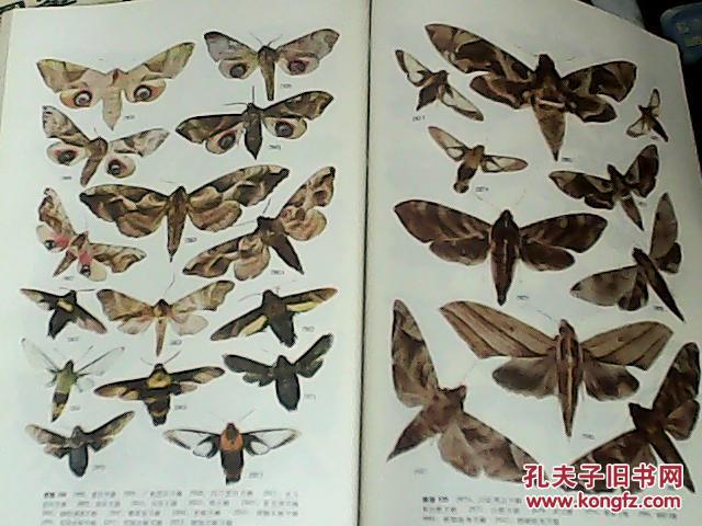 中国蛾类图鉴 全四册