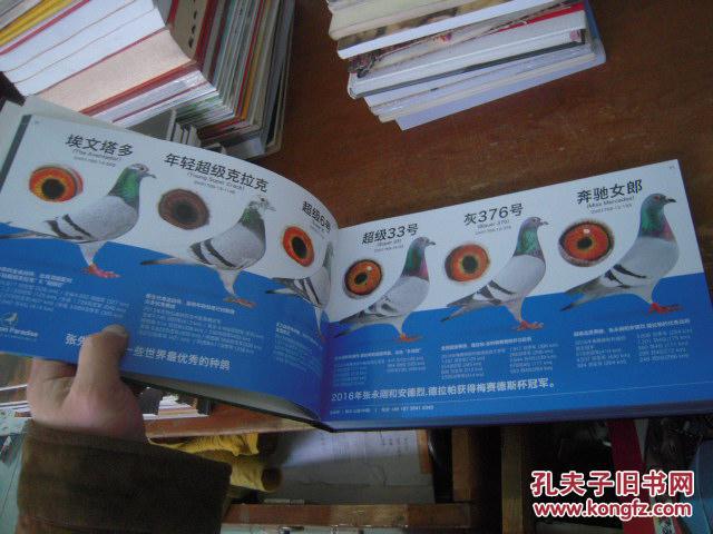 比利时赛鸽天堂网 世界上最大的赛鸽爱好者聚