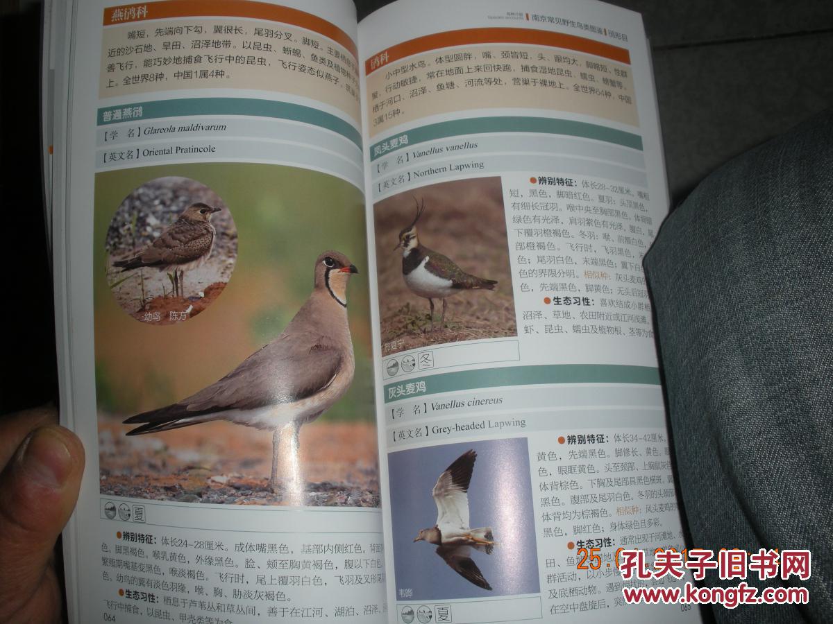 南京常见野生鸟类图鉴