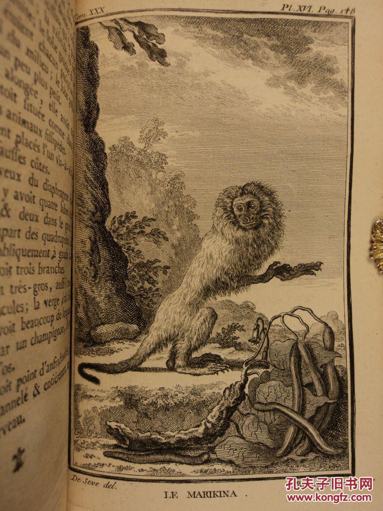 文物级,1768年出版,布冯名著《自然史:动物猴子 》非常精美的铜版画.