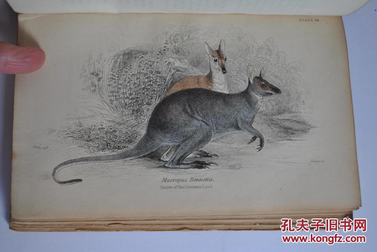 《自然史:哺乳动物袋鼠 》 34幅手绘彩色版画,约1840年出版,非常精美